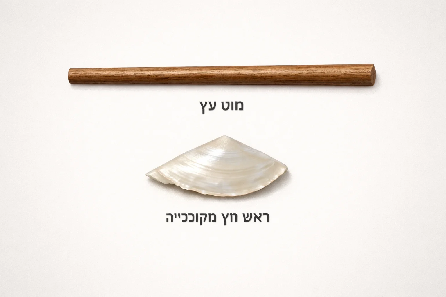 איור להמחשה: איור הסברי שטוח לצד סעיף החומרים: מוט עץ וראש חץ מקונכייה מוצגים בנפרד, עם תוויות חומר בלבד וללא מידות או פרטי חיבור שאינם ידועים.